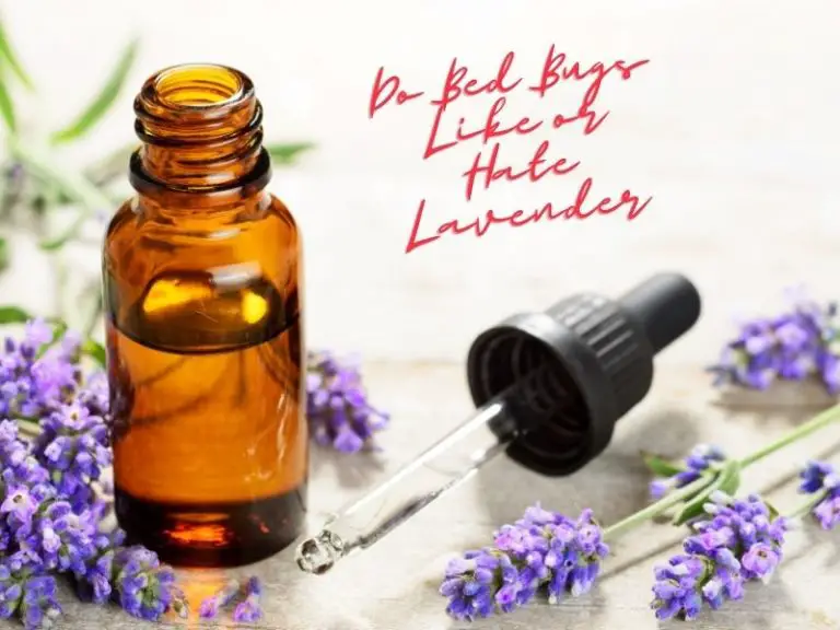 Do Bed Bugs Like Or Hate Lavender?