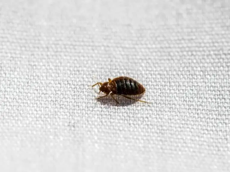 Do You Really Know How Do Bed Bugs Travel From Room to Room?