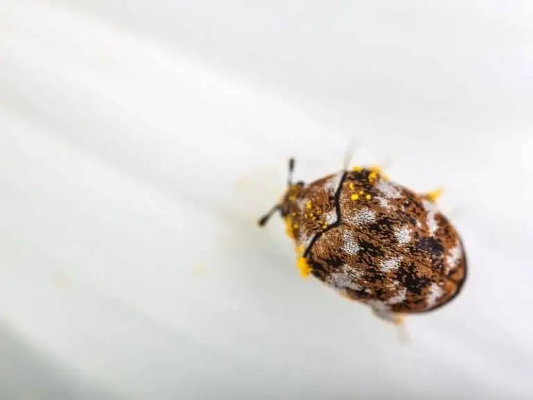 How Long Does It Take to Get Rid of Carpet Beetles In Your Home