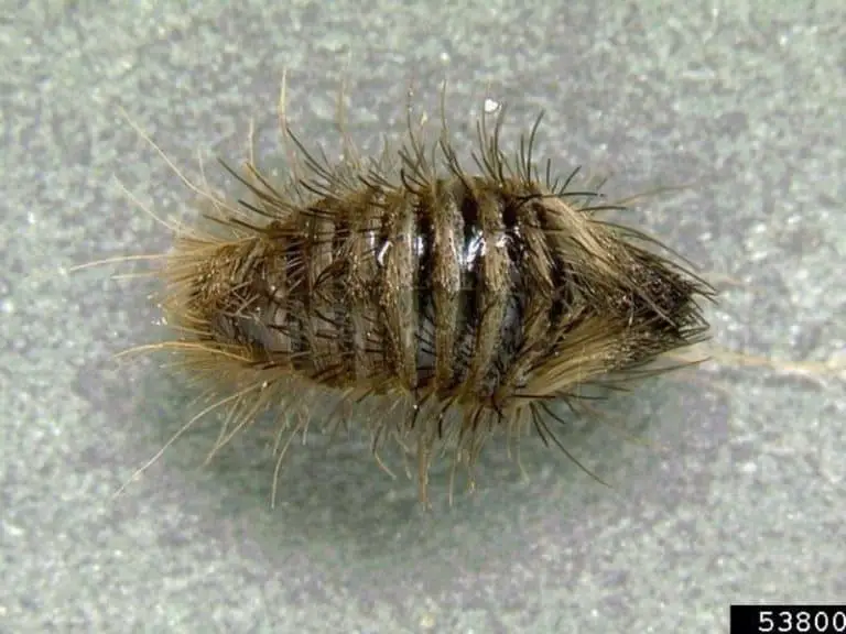 How to Get Rid of Carpet Beetles in Hair