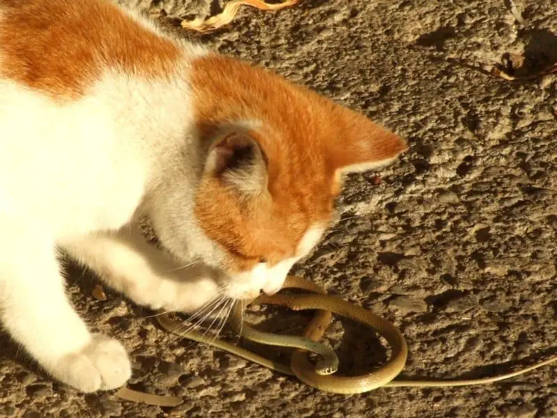 image of cat attacking snake