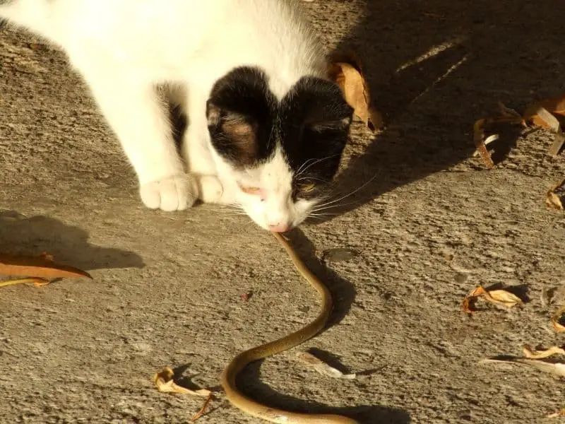 image of cat attacking snake