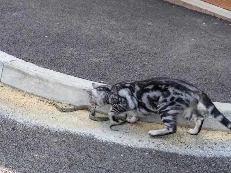 cat hunting snake