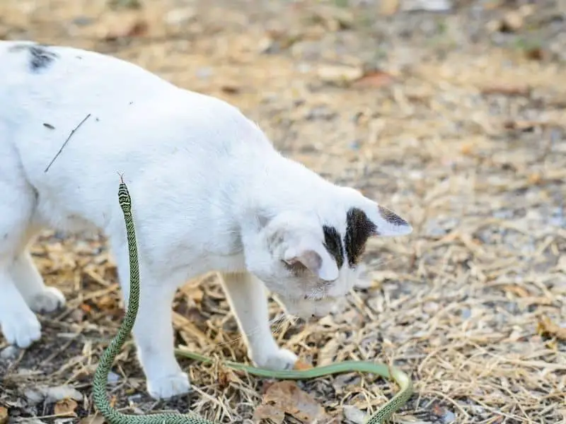 image of cat attacking snake