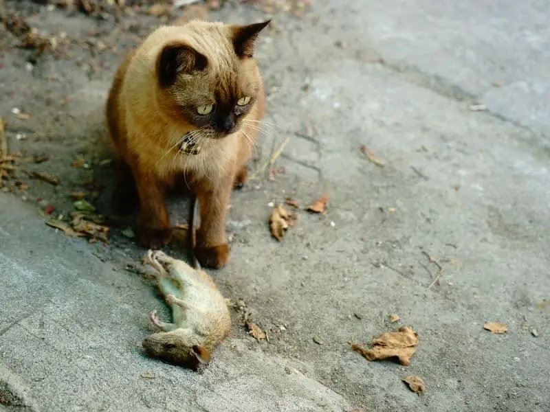 cat eating rat