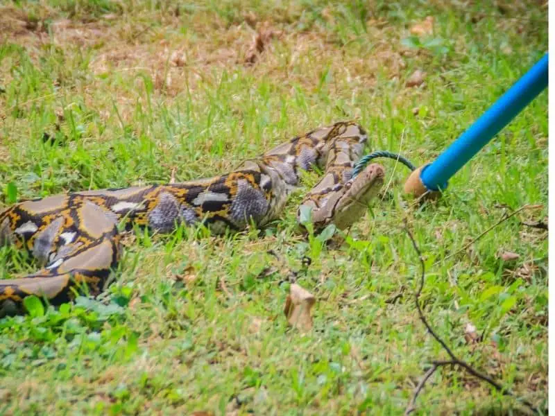 catching a snake