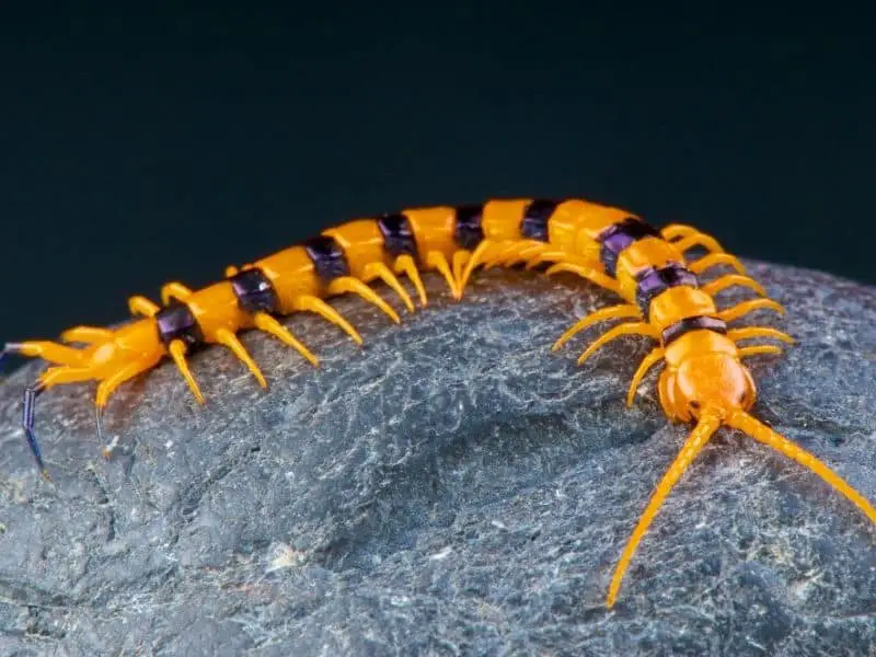 Natural Bed Bug Enemy #3 - centipede