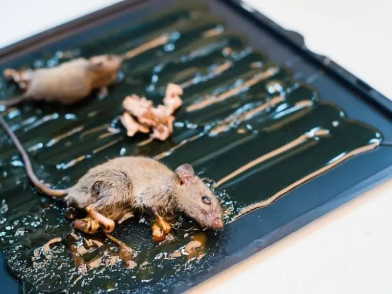 Safety First: How to Clean Dishes After Mice
