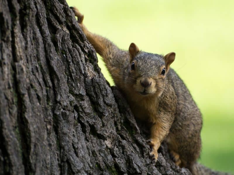 image of squirrel before attack