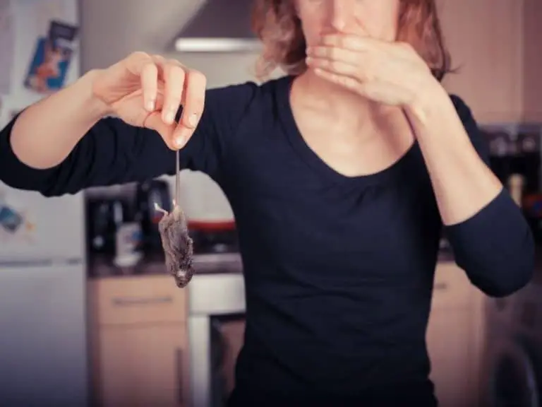 Here’s How To Get Rid Of Dead Mouse Smell Naturally