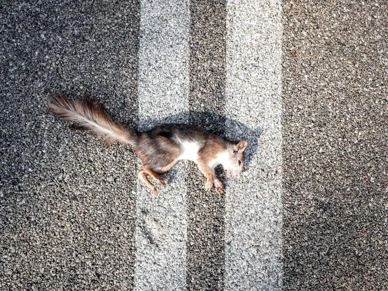 image of dead squirrel