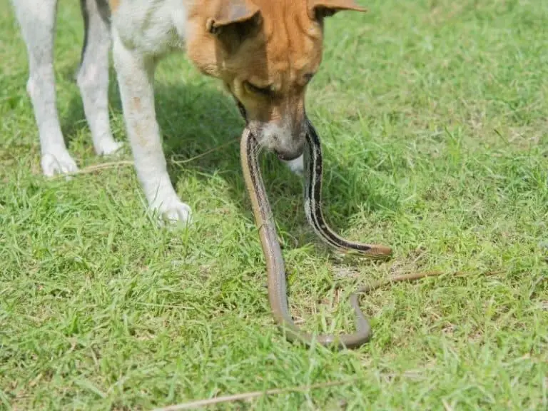 Are Garter Snakes Dangerous to Dogs?