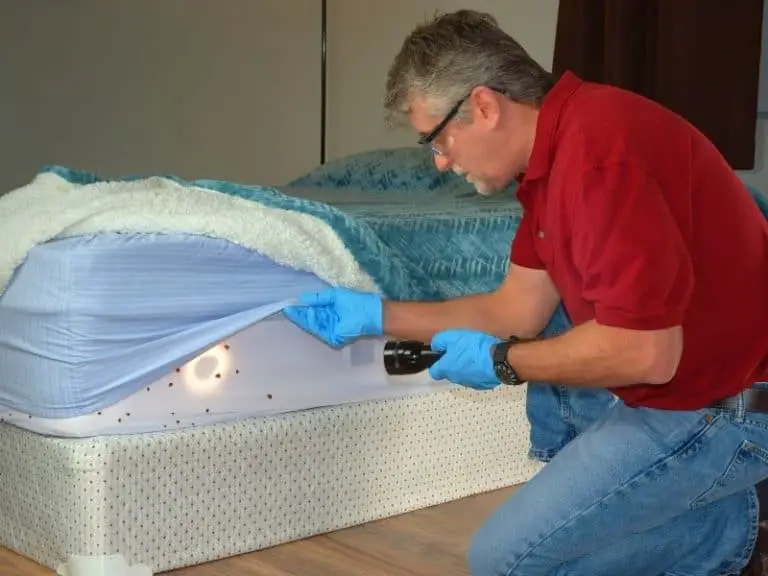 Getting Rid Of Fleas and Bed Bugs From Your Bed