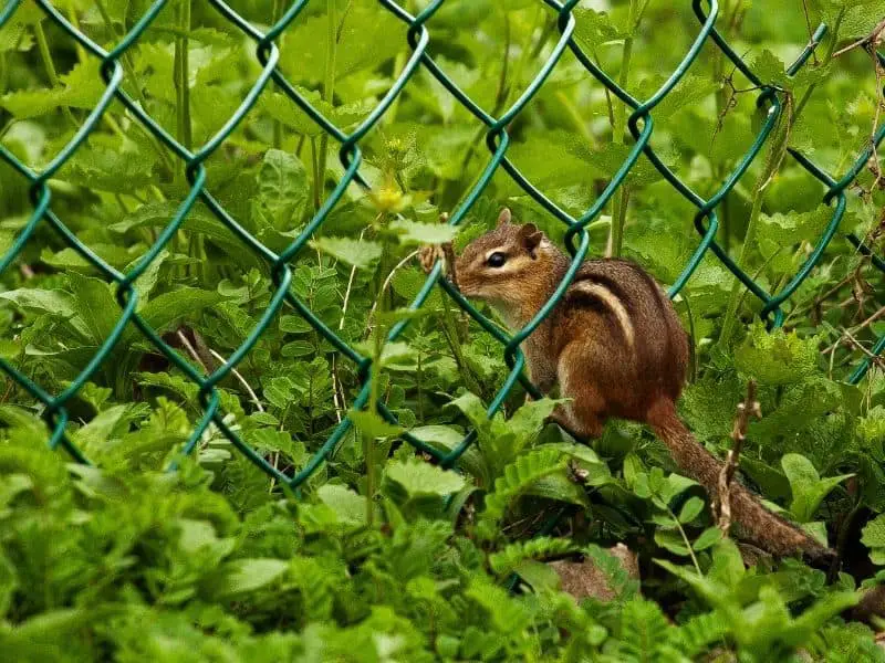 chipmunk on fence