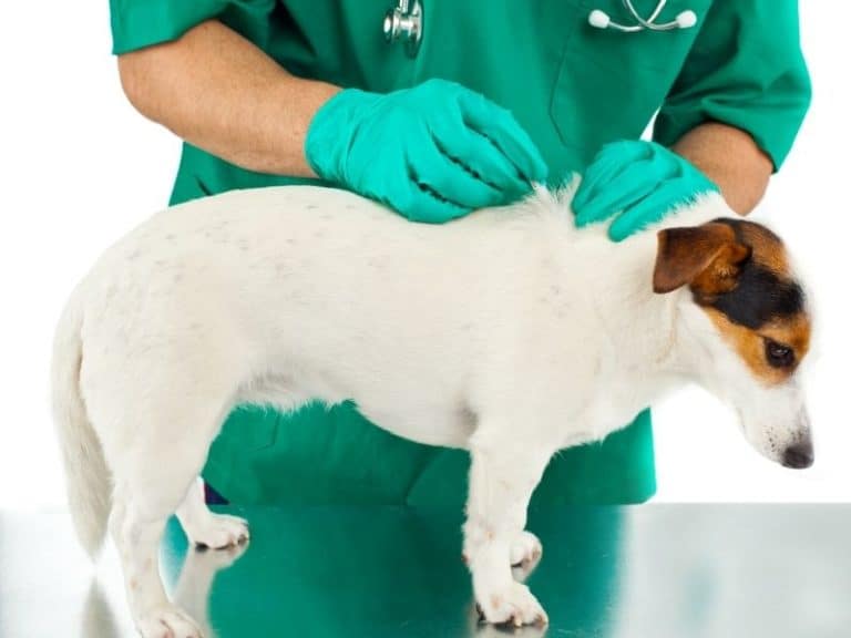 9 Side Effects Of Fleas Left Untreated