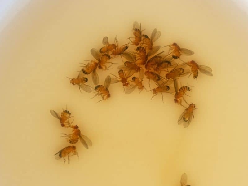 fruit flies