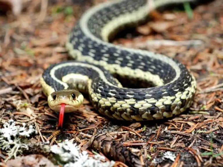 How Far Do Garter Snakes Travel?