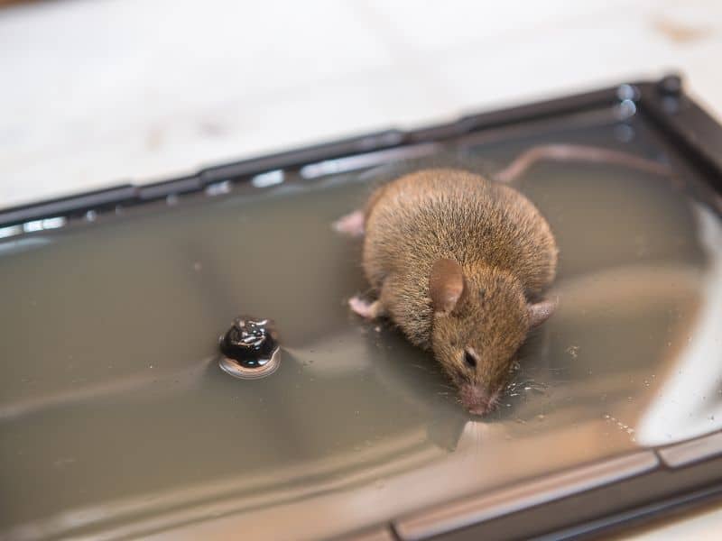 Here’s What Happens to Mice When They Eat Poison – WYPestControl