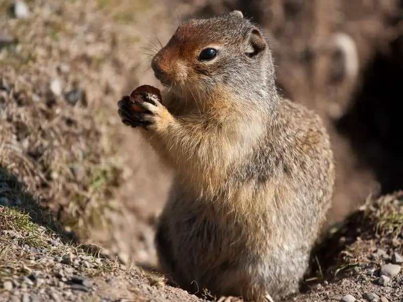 image of ground squirrel