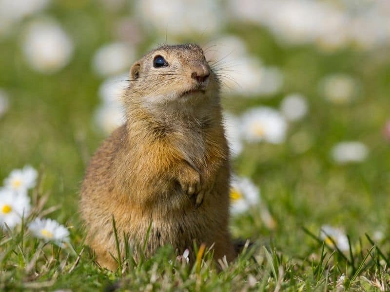 image of ground squirrel