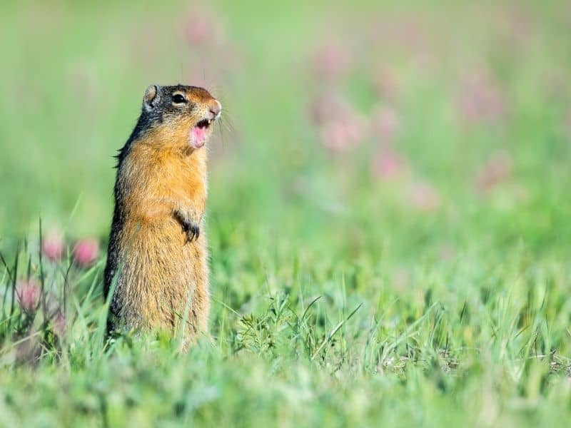 image of ground squirrel