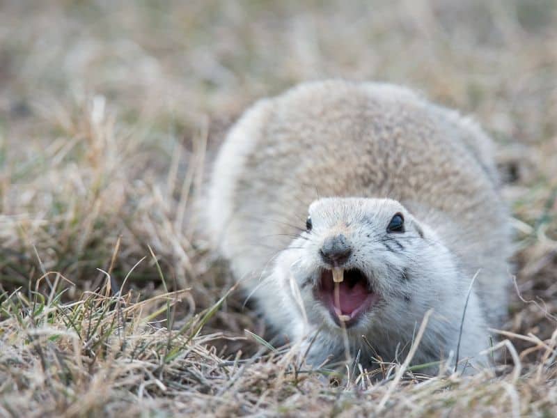 image of ground squirrel