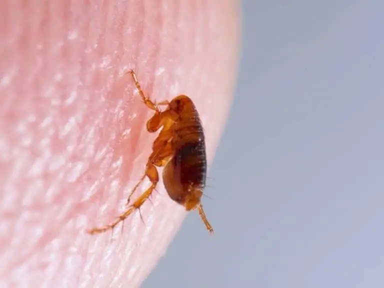 Can Fleas Survive on Human Blood? The Answer is Yes and No