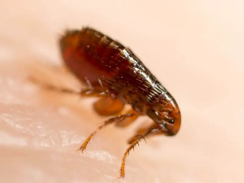 pic of a flea
