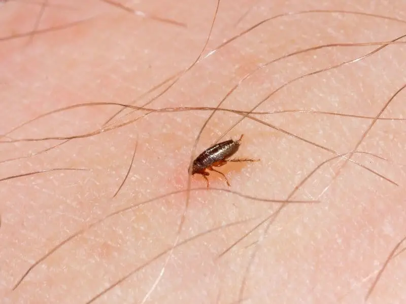 flea on human skin