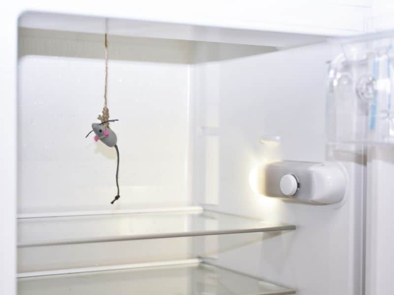 Here’s What Happens to Mice When They Eat Poison WYPestControl