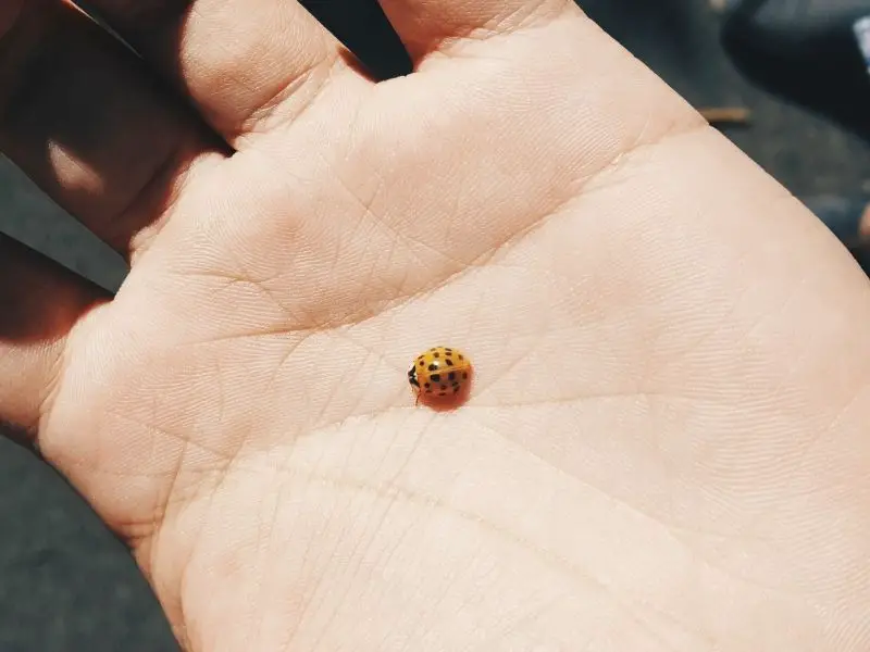 Natural Bed Bug Enemy #6 - ladybug