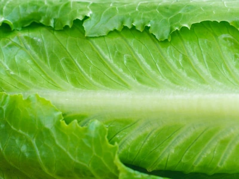 image of lettuce