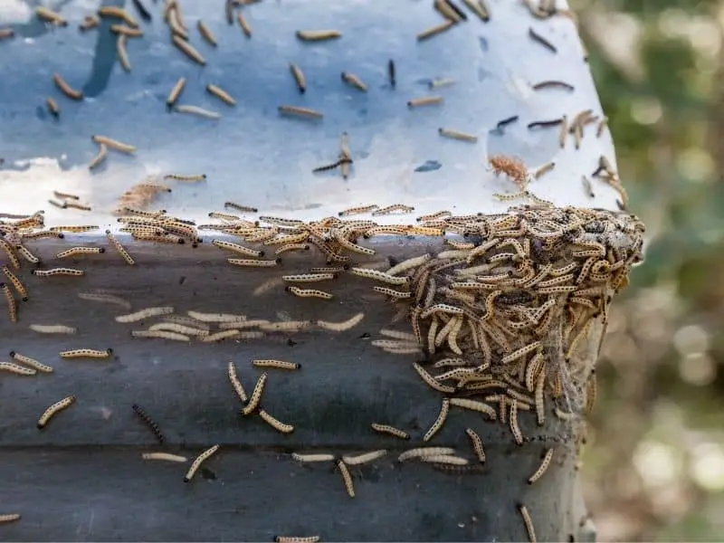 maggots in trash can