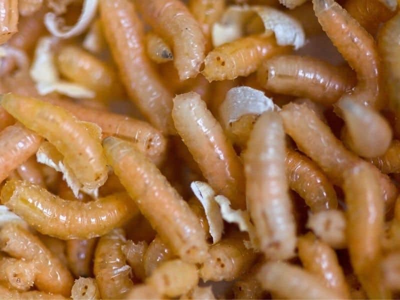 image of maggots