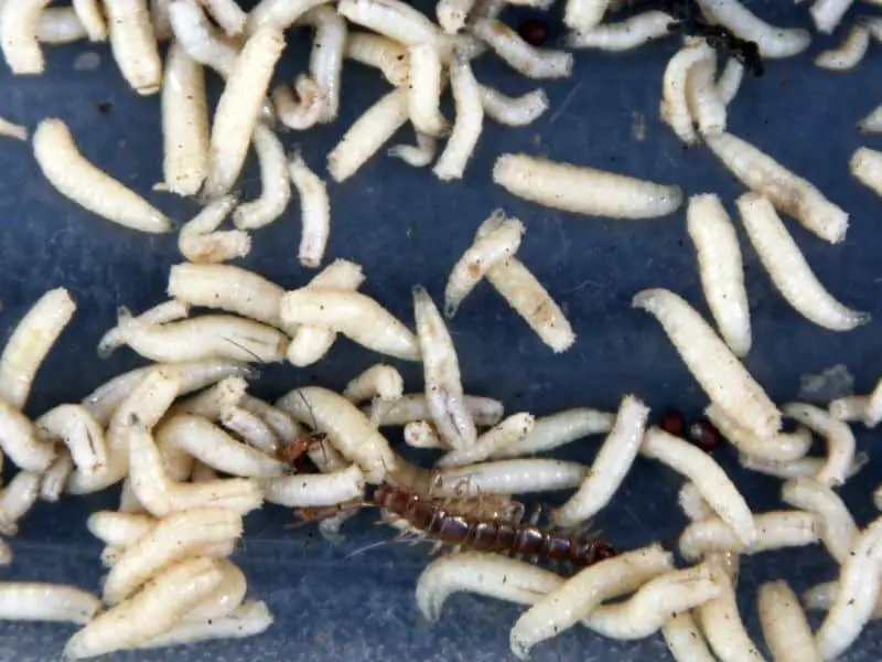 image of maggots