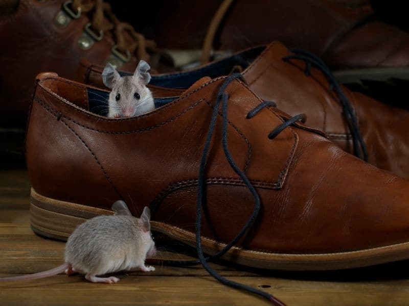 mice in shoes