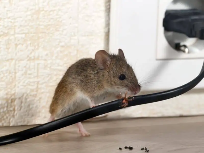 image of a mouse 