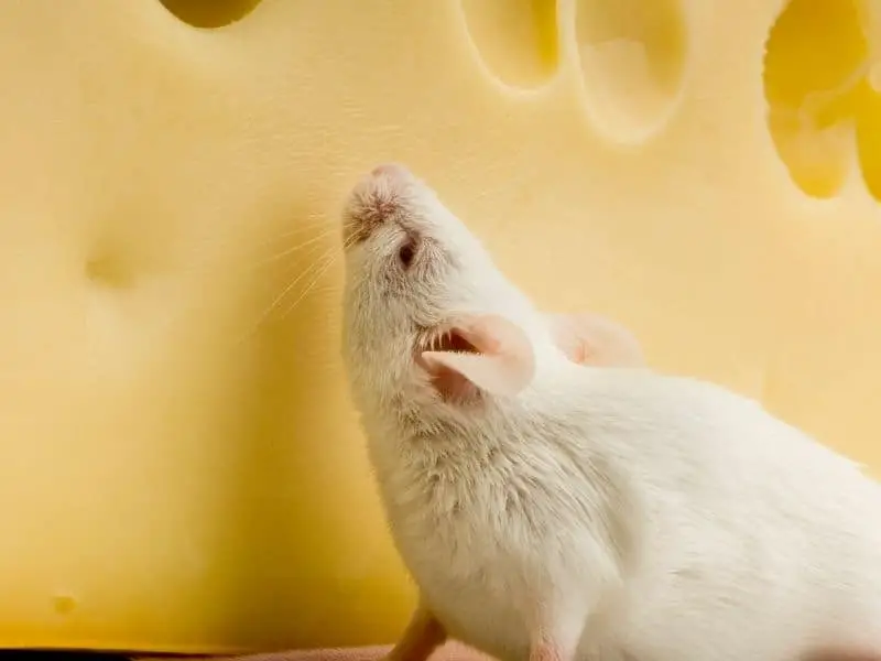 image of mouse and cheese