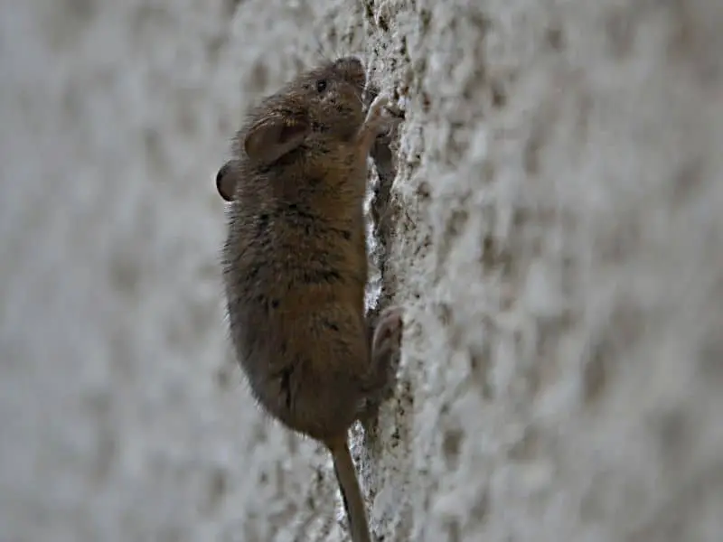 mouse on a wall