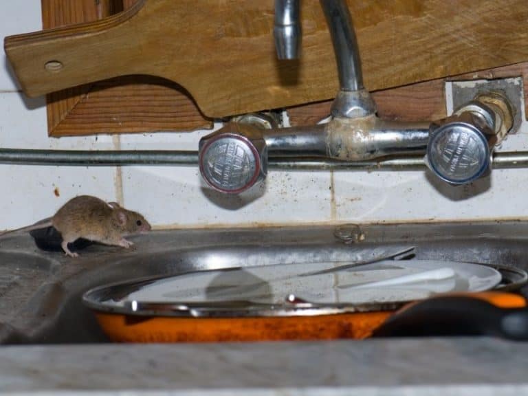 How To Keep Mice Out Of Stove Benson Farly1992   Mouse Sink 768x576 