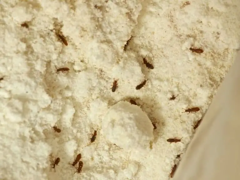 Can Pantry Moths Get Into Tupperware?