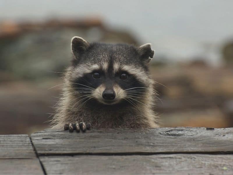 image of raccoon