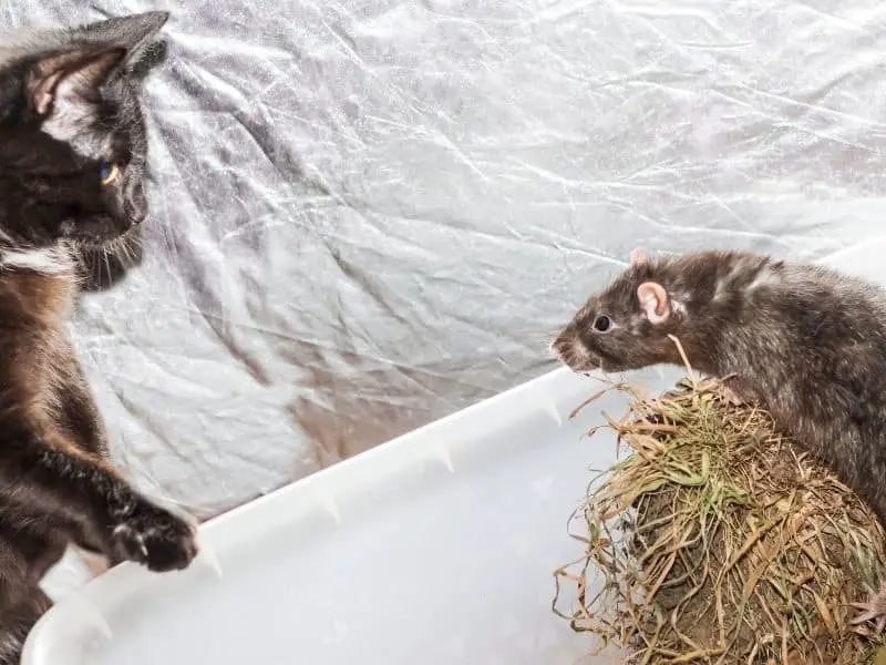 rat attacking cat