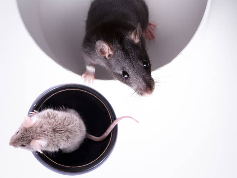 rats vs mice pic