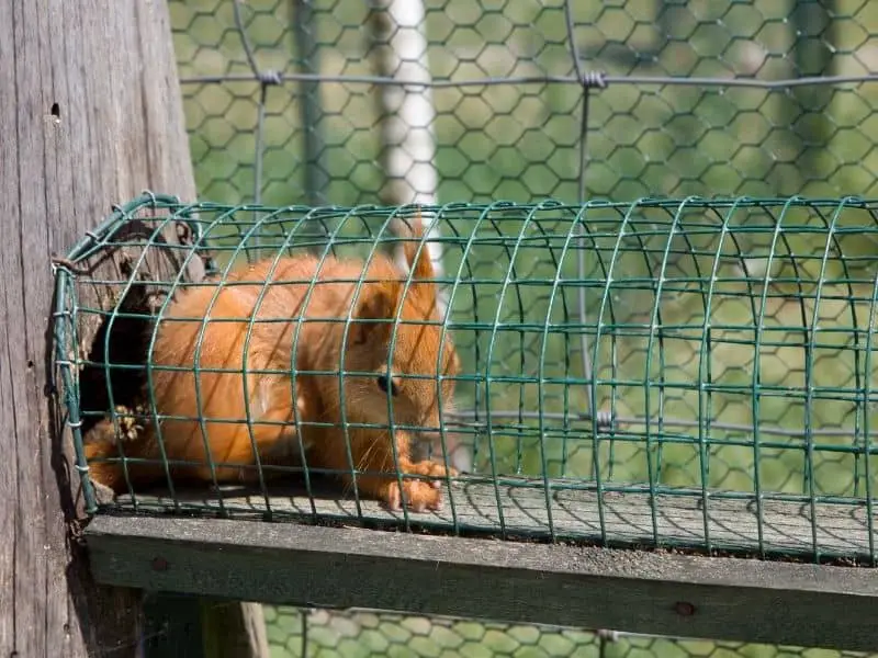 image of squirrel in trap