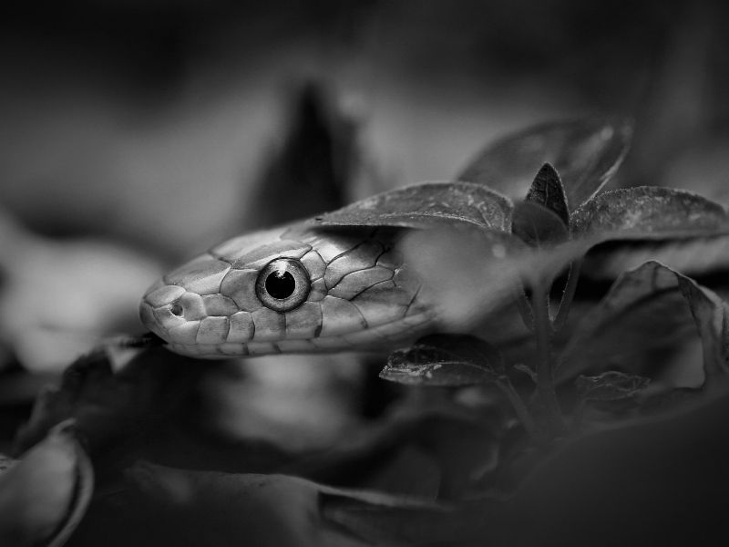 image of snake