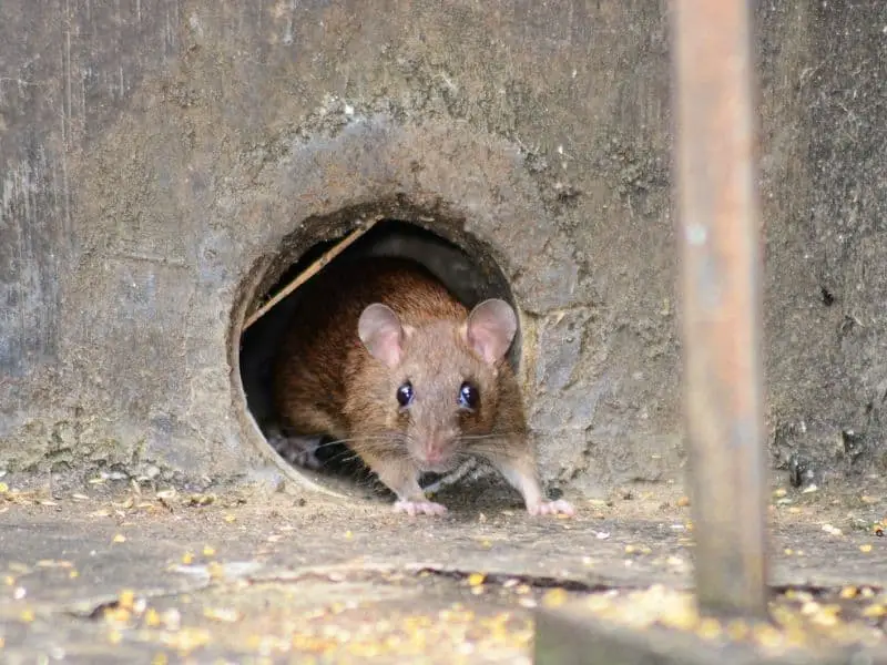 9 Things to Check To Know If Mice Are Still In Your House – WYPestControl