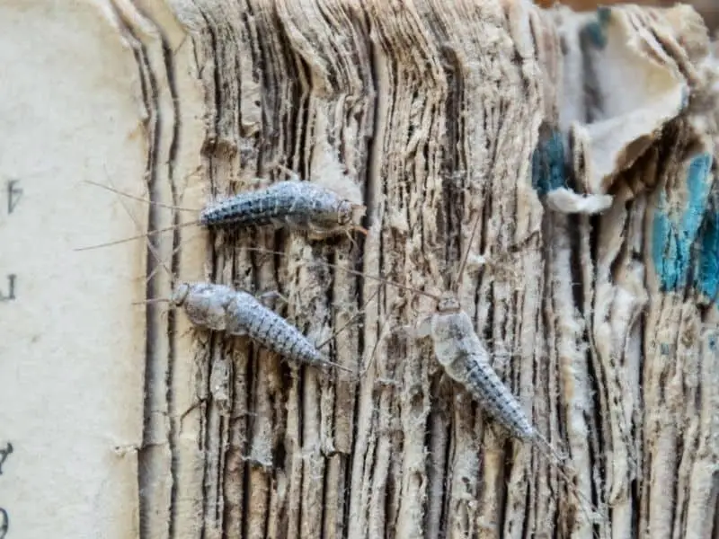 image of silverfish in book