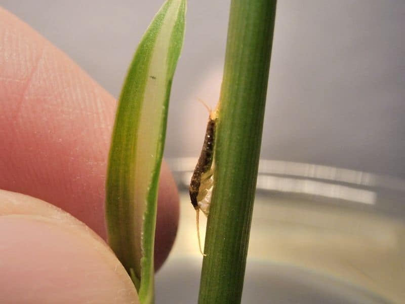 image of silverfish climbing