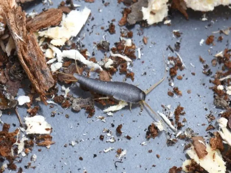 10 Surprising Things That Silverfish Eat And Why